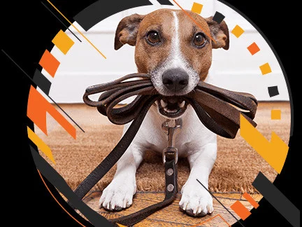 23-_big-57624-philippe-educateur-canin